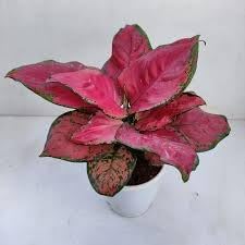 Aglaonema Plant Seeds for Planting 100 -Hierloom Flower Seeds - Plant for planting in home garden